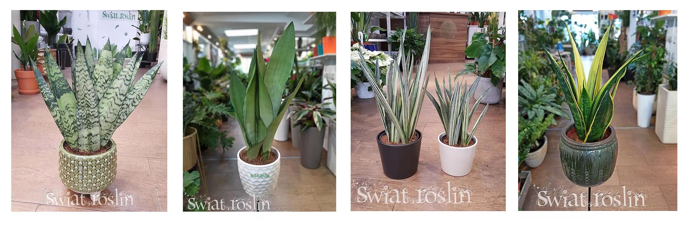 sansevieria, sansevierie, blog o roślinach, informacje porady ciekawostki, snasewieria, sansewierie