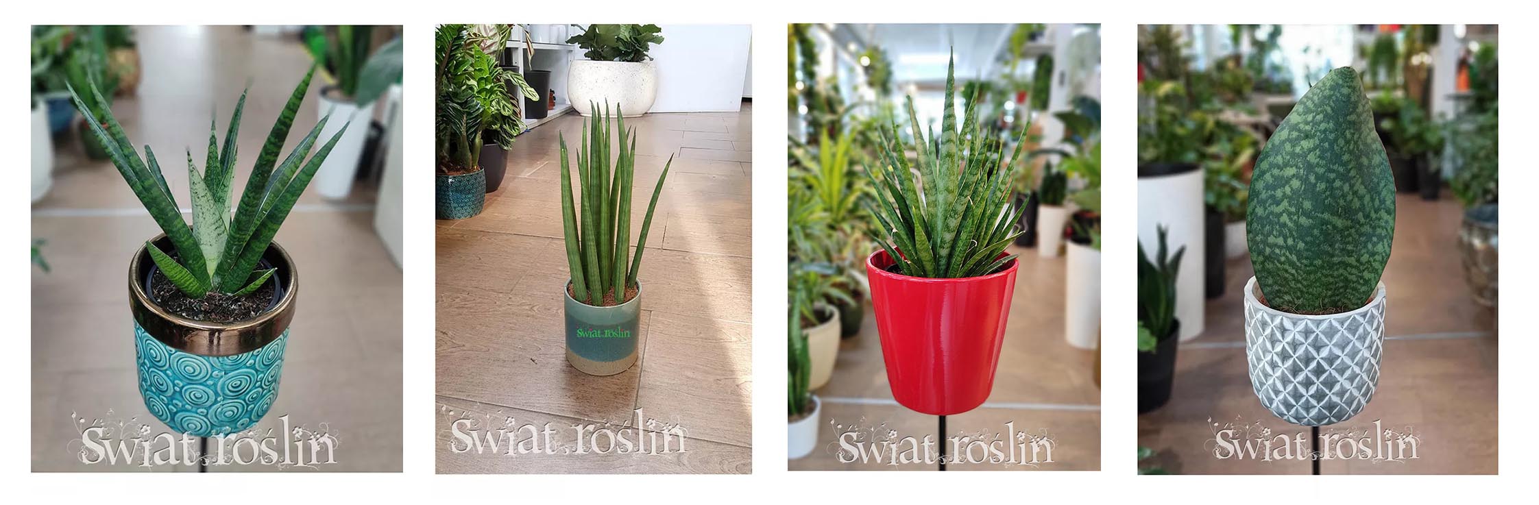 sansevieria, sansevierie, sklep online w krakowie, rośliny Kraków, sklep z roślinami doniczkowymi