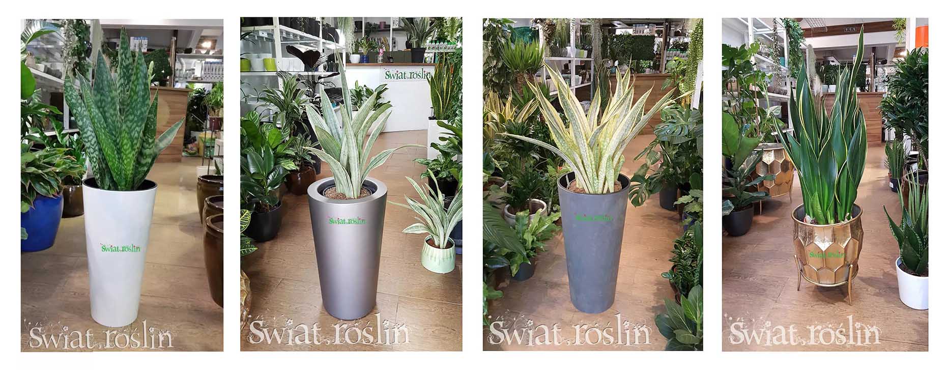 sansevierie rośliny sklep online, sansevieria sklep internetowy