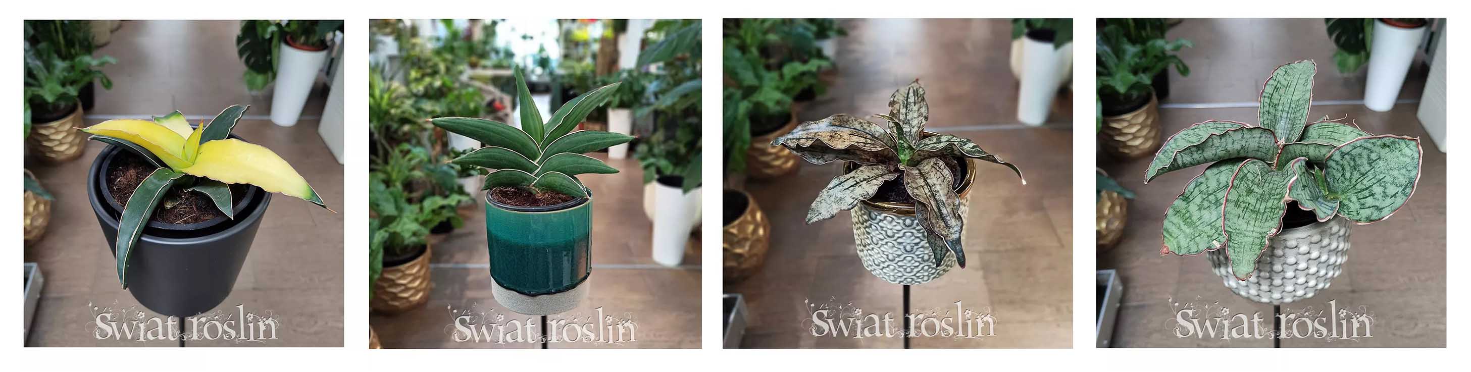 sansevierie sklep Kraków, sansevieria sklep Kraków