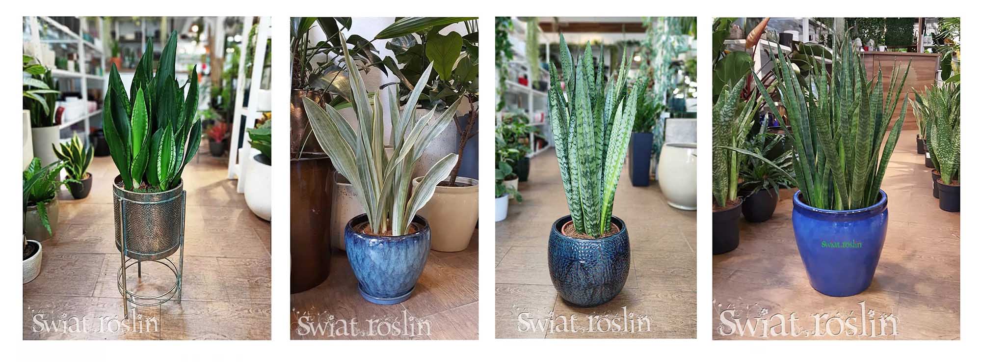 snansevierie sklep wysyłka, sansevieria sklep internetowy online