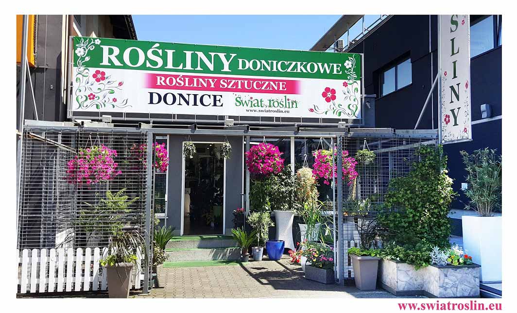 sklep świat roślin, sklep z roślinami doniczkowymi w Krakowie, sklep z roślinami online