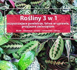 Rośliny 3 w 1- oczyszczające powietrze, łatwe w uprawie, przyjazne zwierzętom