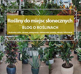 Rośliny doniczkowe do miejsc słonecznych, rośliny światłolubne, rośliny do miejsc jasnych, rośliny do miejsc nasłonecznionych