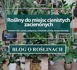 Rośliny doniczkowe do cienia, miejsc zacienionych, miejsca cienistego