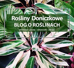Rośliny doniczkowe, kwiaty doniczkowe - BLOG o roślinach