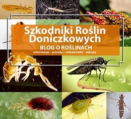 Szkodniki roślin doniczkowych - jak rozpoznać, zwalczanie