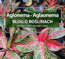 Aglonema - Aglaonemy - uprawa, hodowla, pielęgnacja, porady, informacje, ciekawostki,