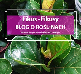 Fikus, fikusy - hodowla, uprawa, porady, pielęgnacja, informacje, ciekawostki