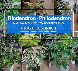 Filodendron, philodendron - hodowla, uprawa, porady, pielęgnacja, informacje, ciekawostki, naturalny oczyszczacz powietrza