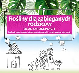 Rośliny dla zabieganych rodziców, odporne rośliny, niewymagające kwiaty doniczkowe, mało wymagające rośliny doniczkowe